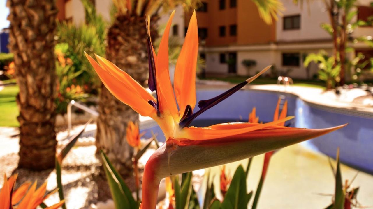 Apartamento La Entrada Punta Prima  Luaran gambar